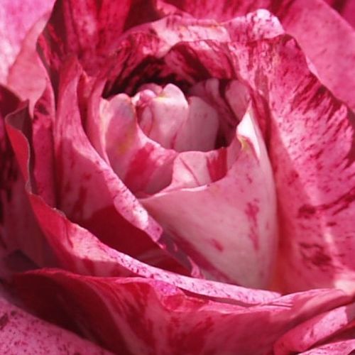 Rosa Purple Tiger™ - stredne intenzívna vôňa ruží - Stromkové ruže,  kvety kvitnú v skupinkách - ružová - Jack E. Christensenstromková ruža s kríkovitou tvarou koruny - -